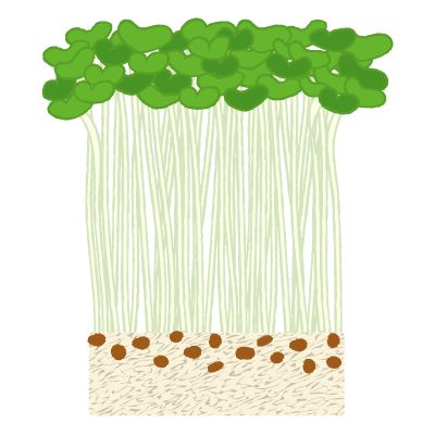 かいわれ大根｜radish sprouts