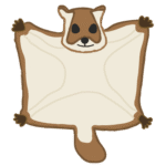 ムササビ｜flying squirrel