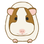 モルモット｜guinea pig
