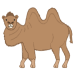 ラクダ｜camel